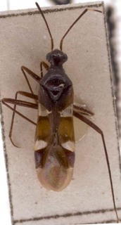 Systellonotus discoidalis, AMNH PBI00255095