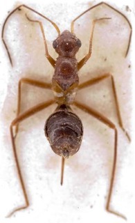 Systellonotus weberi, AMNH PBI00255143