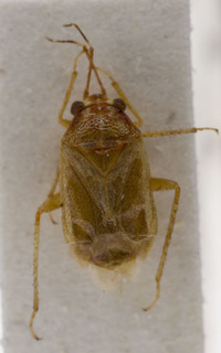 Boopidocoris vitticollis, AMNH PBI00149655