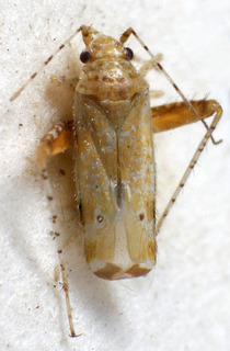 Camptotylus apanaskevichi, AMNH PBI00140011
