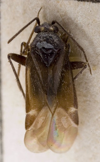Europiella moesta, AMNH PBI00142959