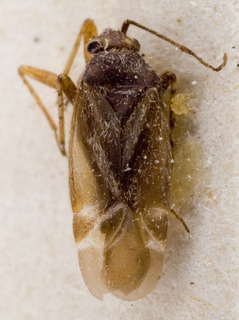 Europiella moesta, AMNH PBI00142962