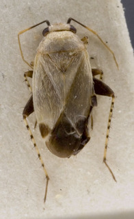 Europiella nigrocunealis, AMNH PBI00142271