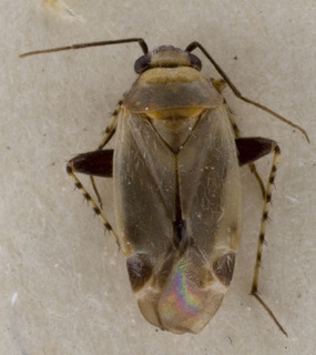 Europiella nigrocunealis, AMNH PBI00142987