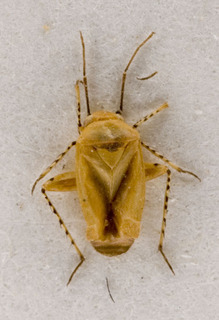 Europiella strigifemur, AMNH PBI00143371