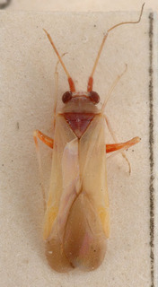 Nasocoris argyrotrichus, AMNH PBI00149378