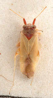Nasocoris argyrotrichus, AMNH PBI00149394