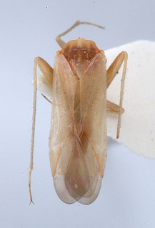 Nasocoris artemis, AMNH PBI00148155