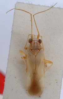 Nasocoris desertorum, AMNH PBI00149461