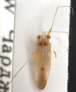 Nasocoris desertorum, AMNH PBI00149490