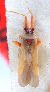 Nasocoris tesquorum, AMNH PBI00149455