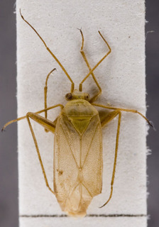 Pastocoris putonii, AMNH PBI00149672