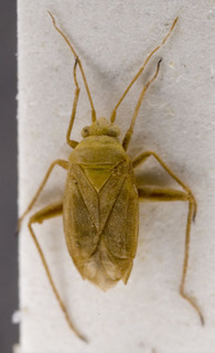 Pastocoris putonii, AMNH PBI00149679