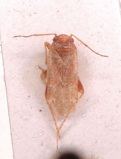 Psallopsis neglecta, AMNH PBI00149830