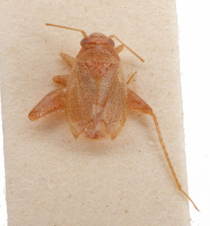 Psallopsis neglecta, AMNH PBI00149954