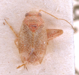 Psallopsis neglecta, AMNH PBI00149956