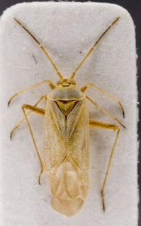 Stenoparia putoni, AMNH PBI00149688