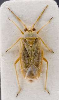 Stenoparia putoni, AMNH PBI00149691