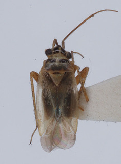 Tannerocoris sarcobati, AMNH PBI00149697