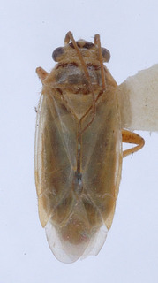 Tannerocoris sarcobati, AMNH PBI00149702