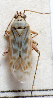 Chlorillus pictus, AMNH PBI00150771