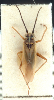 Conostethus hungaricus, AMNH PBI00151887
