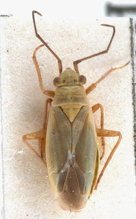 Conostethus hungaricus, AMNH PBI00151902