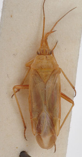 Pleuroxonotus nasutus, AMNH PBI00153704