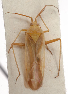 Pleuroxonotus nasutus, AMNH PBI00153705