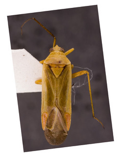 Pleuroxonotus stysi, AMNH PBI00153708