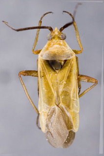 Pleuroxonotus stysi, AMNH PBI00153711