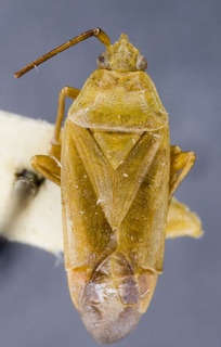 Pleuroxonotus stysi, AMNH PBI00153721