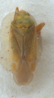 Tinicephalus hortulanus, AMNH PBI00154016