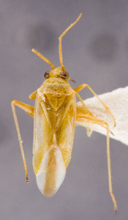Voruchia vittigera, AMNH PBI00152452