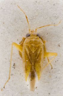 Voruchia vittigera, AMNH PBI00152641