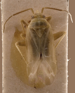 Amblytylus concolor, AMNH PBI00156246