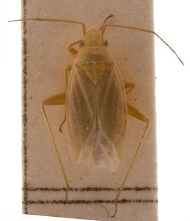 Amblytylus concolor, AMNH PBI00156750