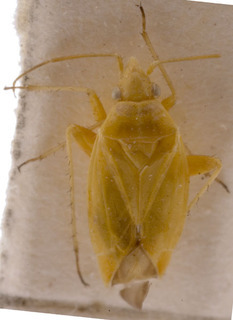 Amblytylus macedonicus, AMNH PBI00157000