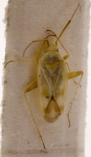 Amblytylus macedonicus, AMNH PBI00157110