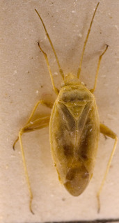 Amblytylus nasutus, AMNH PBI00156990