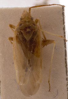Amblytylus nasutus, AMNH PBI00157091