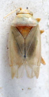 Glaucopterum heissi, AMNH PBI00155086