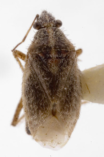 Hoplomachidea consors, AMNH PBI00154494