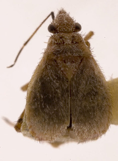 Hoplomachidea consors, AMNH PBI00154496