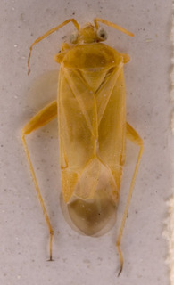 Megalocoleus chrysotrichus, AMNH PBI00155293