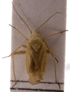 Megalocoleus exsanguis, AMNH PBI00155449