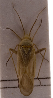 Megalocoleus exsanguis, AMNH PBI00155451