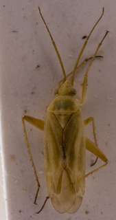 Megalocoleus longirostris, AMNH PBI00155731