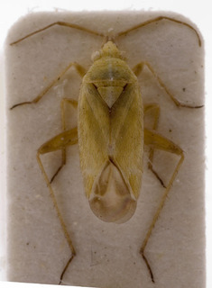 Megalocoleus lunula, AMNH PBI00155348