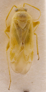 Megalocoleus molliculus, AMNH PBI00155063